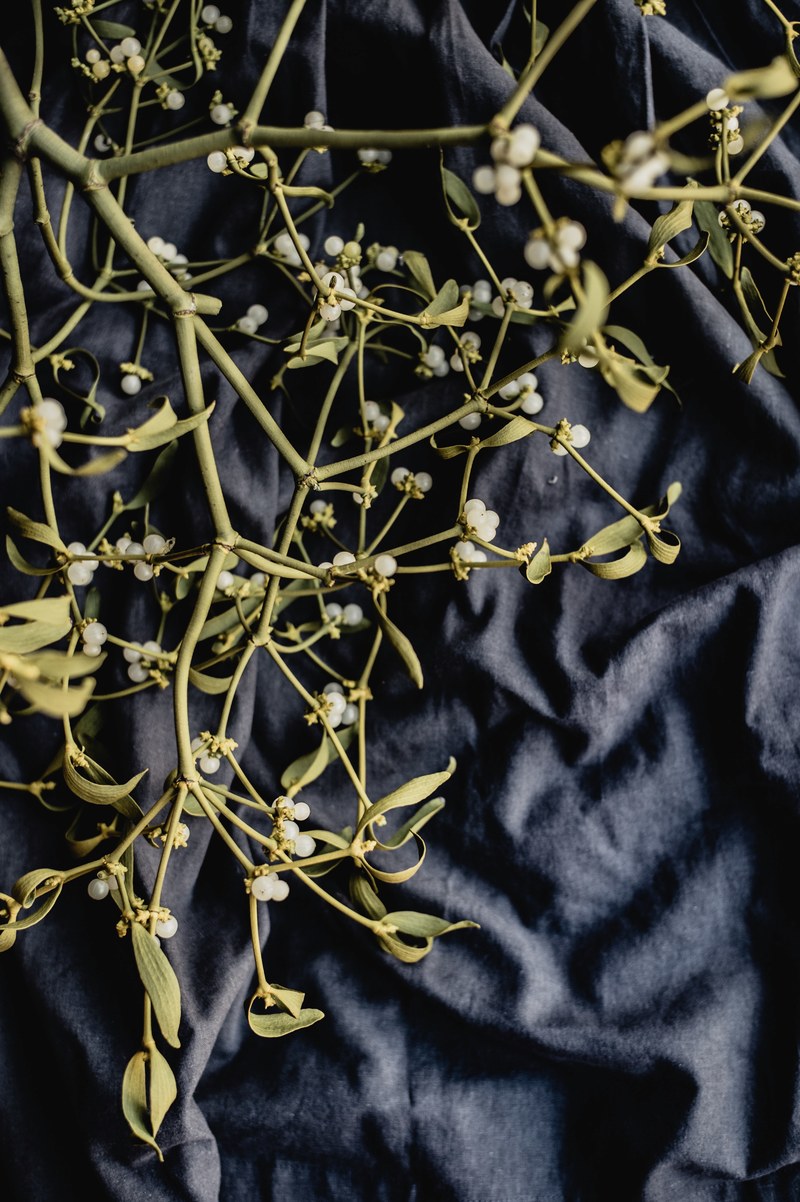 mistletoe 4k