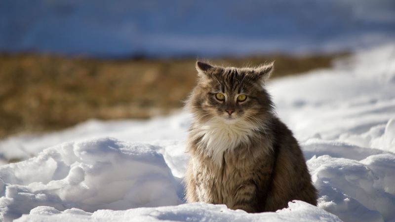 cat, winter, fluffy, snow, 4k