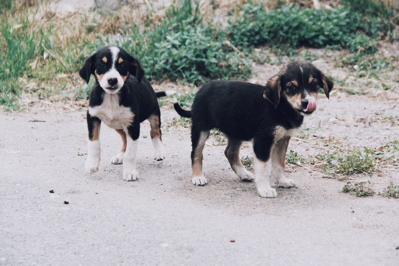 puppy bernese mountain dog dog and animal 4k