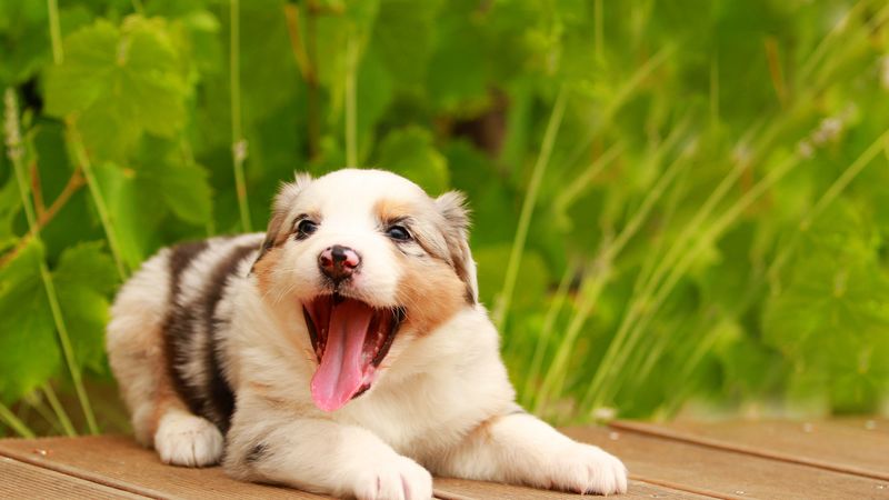 australian shepherd, puppy, muzzle, playful, protruding tongue, 4k