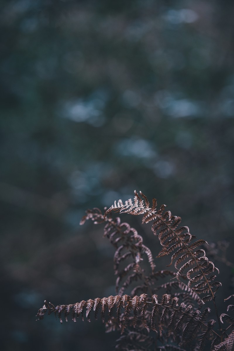 fern with blank space 4k