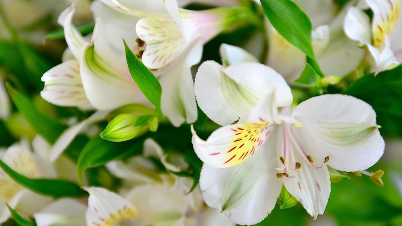 lilies, flowers, petals, buds, flora, 4k