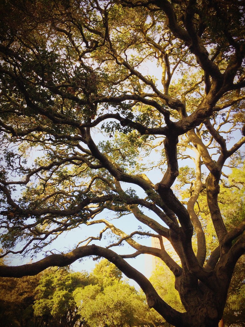a large tree with a canopy of gnarled branches, mighty gnarled tree 4k