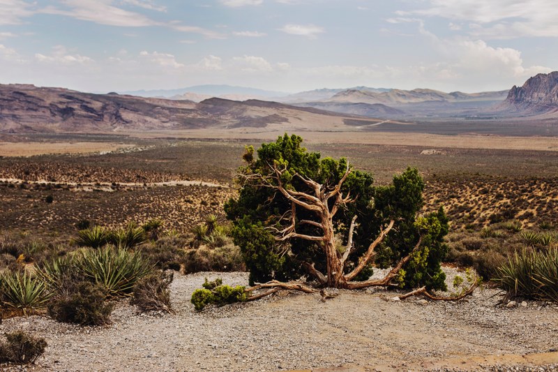 desert tree and plants in the barren terrain of red rock, dry desert foliage 4k