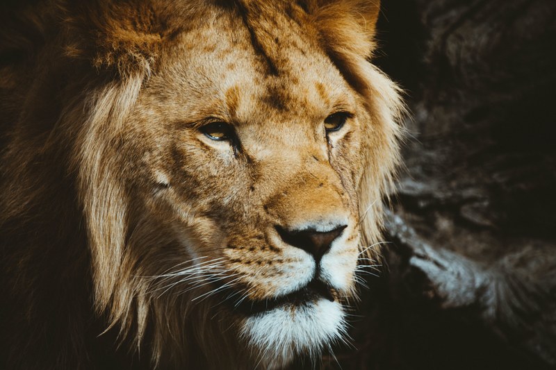 close up of a lion staring off into the distance with rocks in the background, lions and rocks 4k