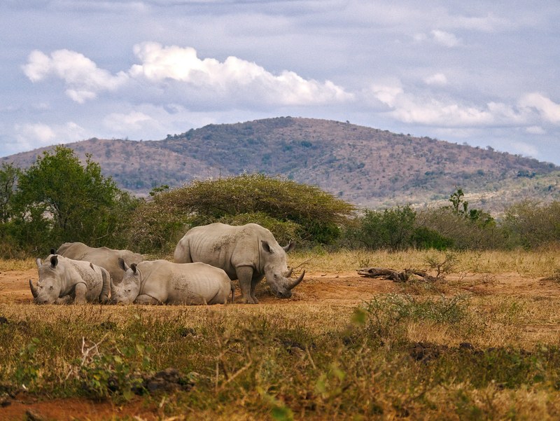 white rhinos in hluhluwe imfolozi reserve 4k