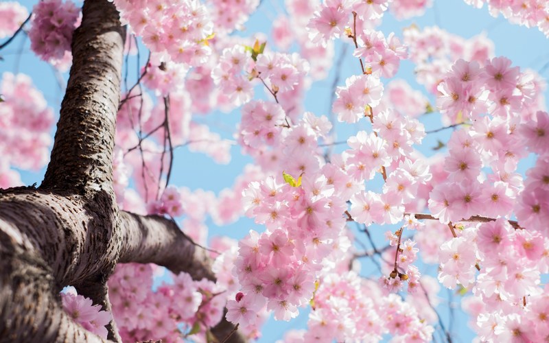 a cherry blossom tree in bloom in kungstrdgrden, kungstrdgrden cherry blossom 4k
