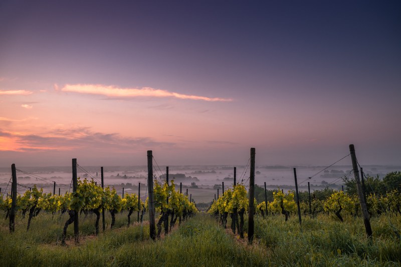 vineyard during sunset, vineyard during sunset 4k