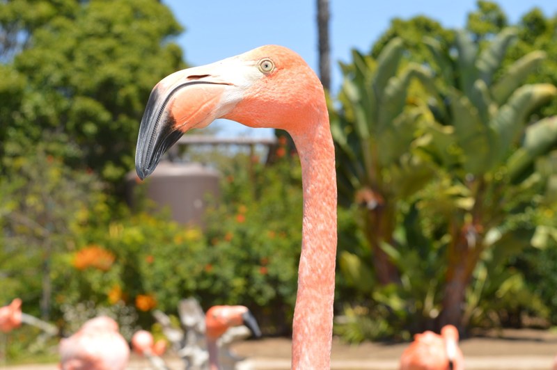 pink flamingo stretches its neck standing among its flock at the zoo, pink flamingos 4k