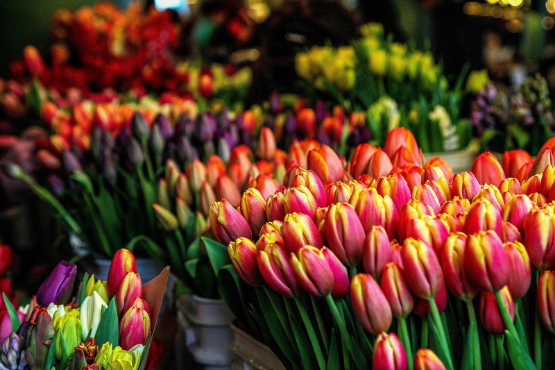 tulip flower market and bloom 4k