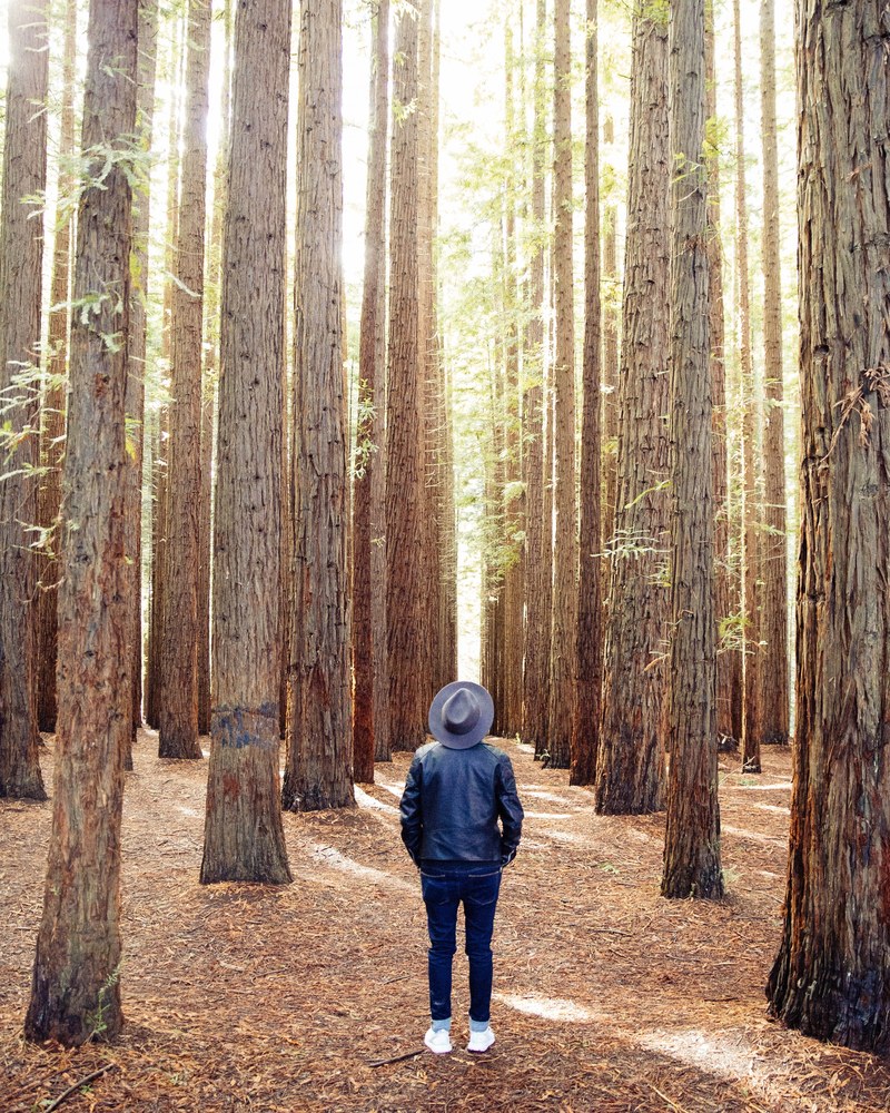a person in a gray hat standing in the middle of a forest and looking up, looking at the tree canopy 4k