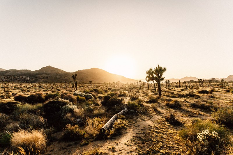 sunset at joshua tree national park 4k