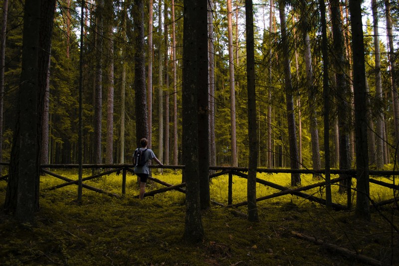 a person leaning forward against a small wooden fence in a forest, forest fence 4k