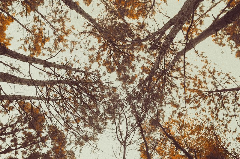 tree vsco nature and life 4k