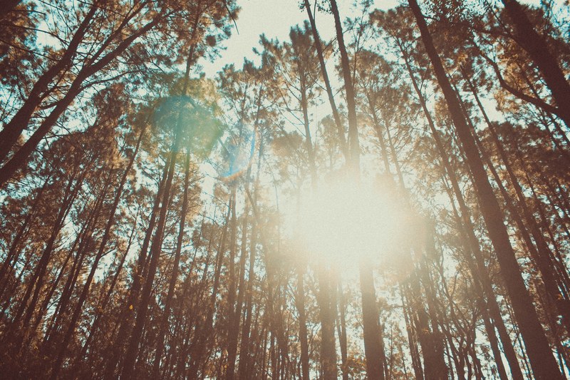 wild explorer explore and nature 4k