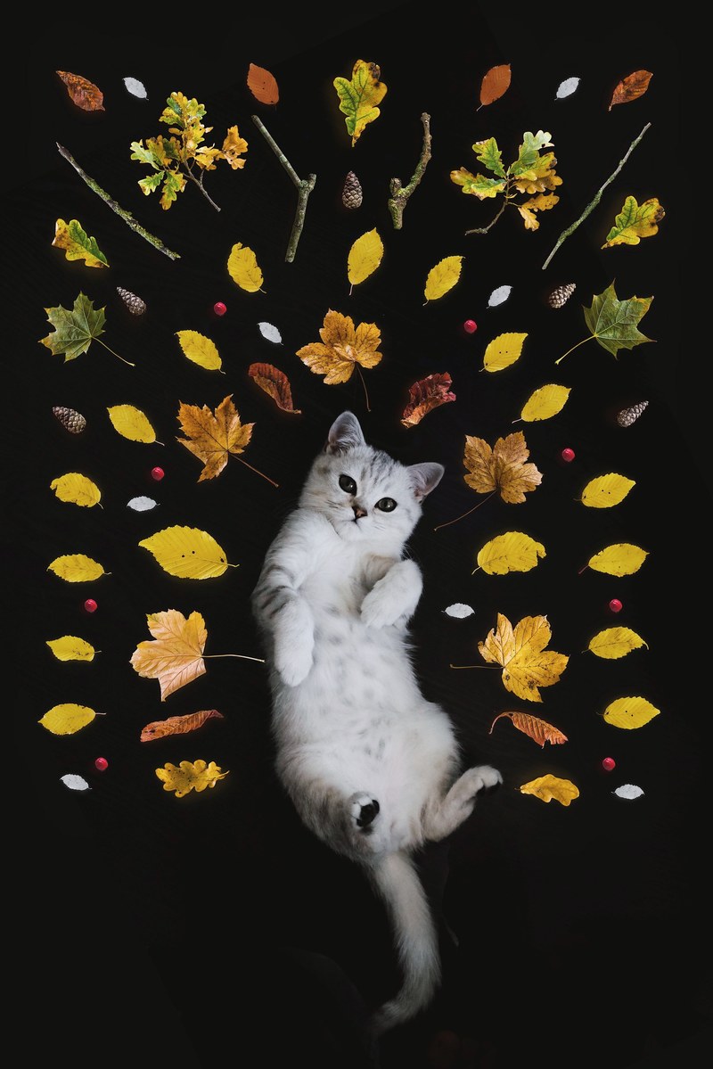 white domestic cat lying on back surrounded by multicolored leaves twigs and berries as artwork, my lovely kitten rocky 4k