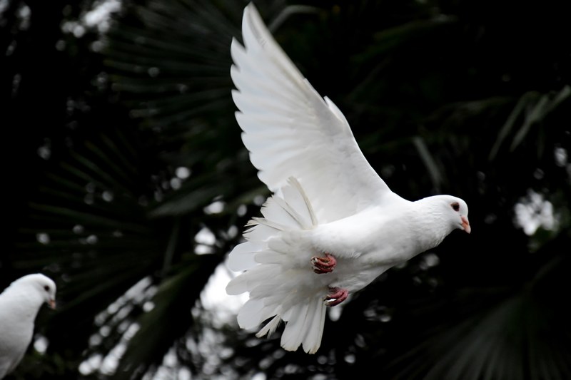 pigeon dove bird and flying 4k