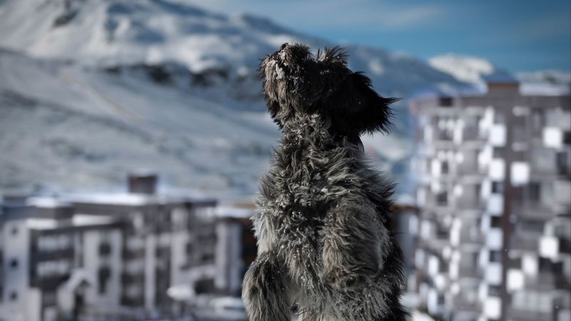 dog, snow, jump, building, 4k