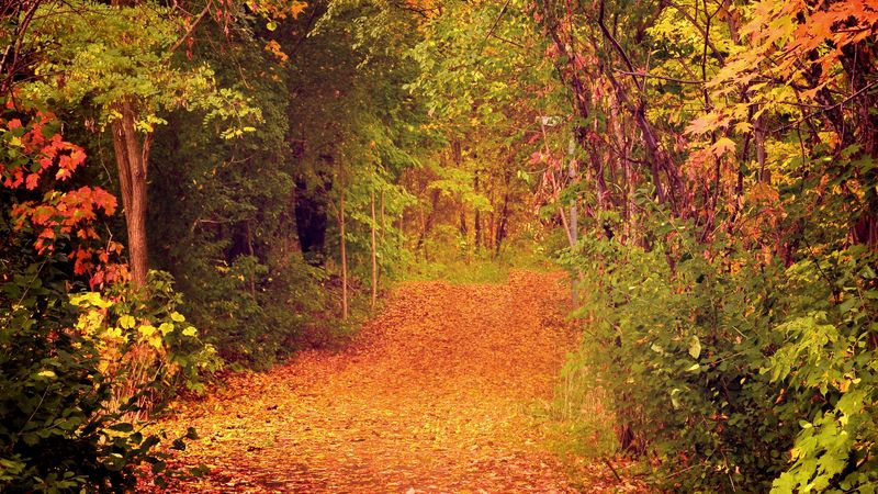 autumn, forest, trees, foliage, 4k