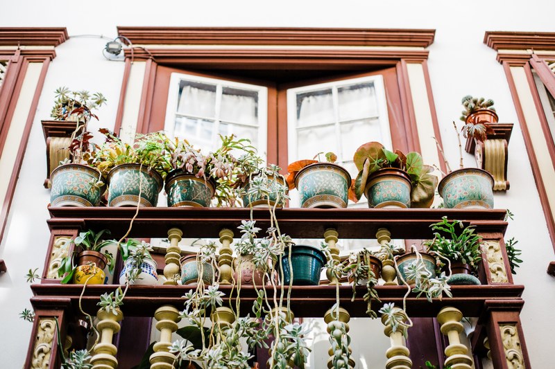 flowers plants pot and planter 4k