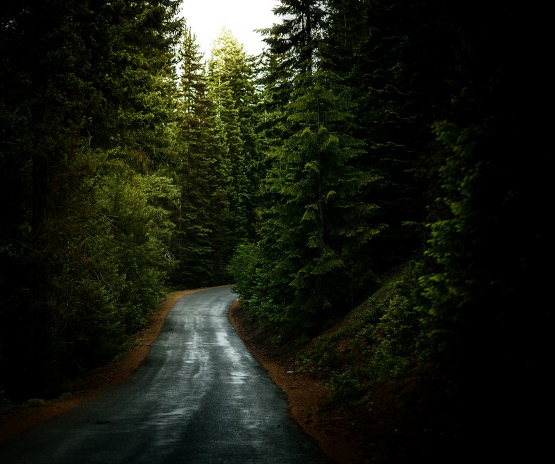 a narrow forest road surrounded by evergreen trees in crescent, crescent forest road 4k