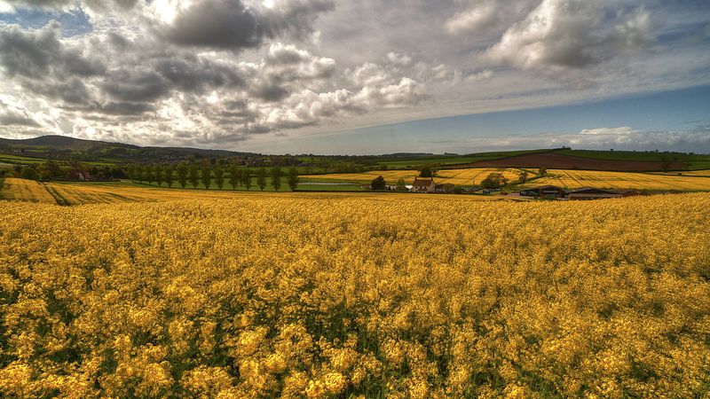 field, grass, flowers, sky, 4k