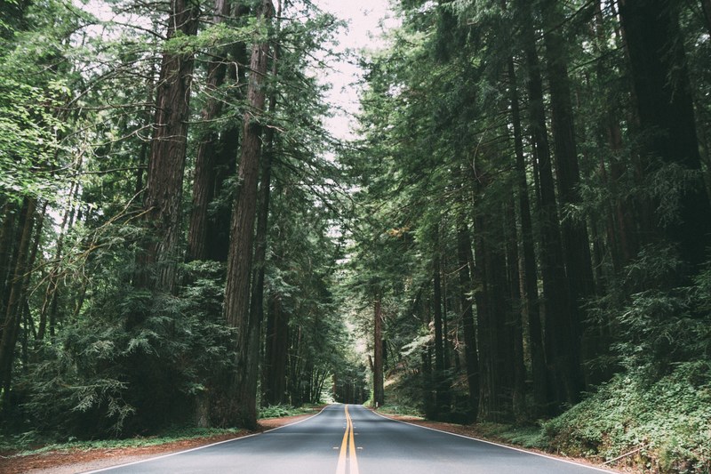 an asphalt road through a pine forest in california, road in a pine forest 4k