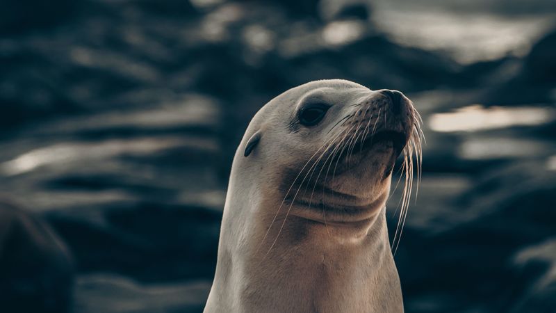 fur seal, animal, cute, 4k