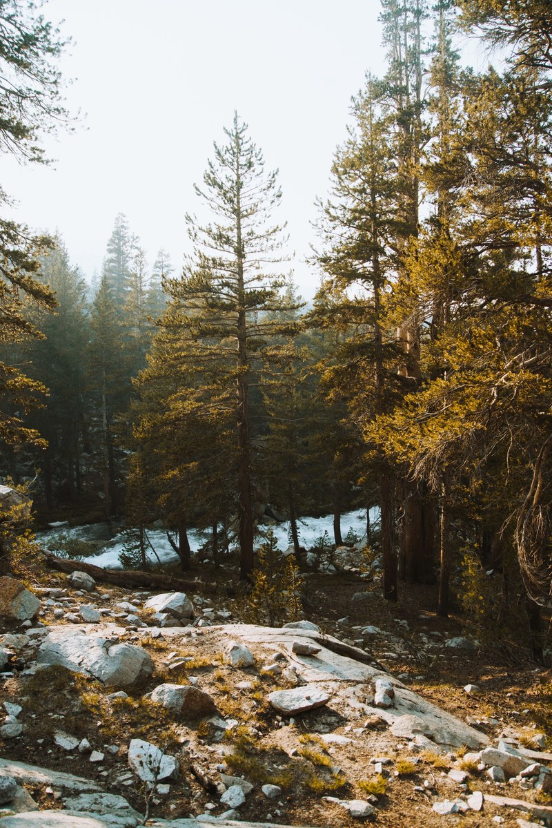 pine trees in a forest with large rocks along the ground in yosemite national park, golden hour setting in 4k