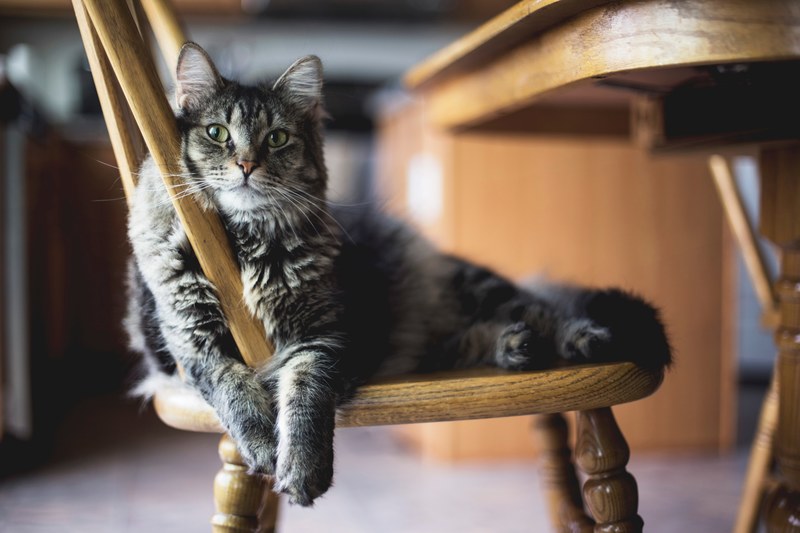 cat chair cat on chair and pet 4k