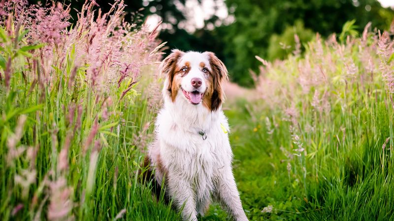 australian shepherd, dog, flowers, meadow, grass, nature, 4k