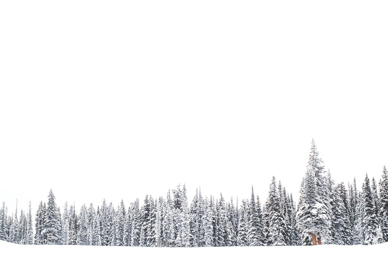 evergreen woods under a thick layer of snow, forest in a sea of white 4k