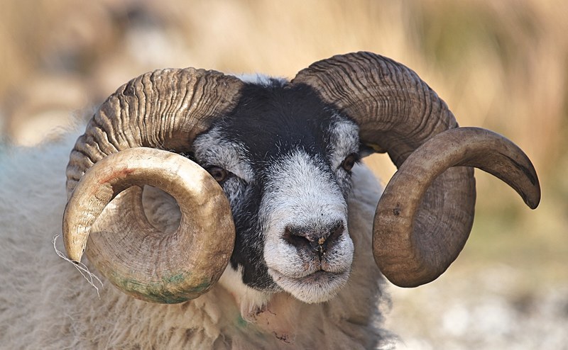 a ram with a black colored head and curling horns, ram 4k