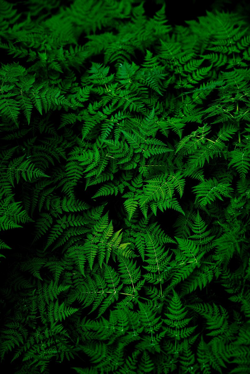 infinite ferns 4k