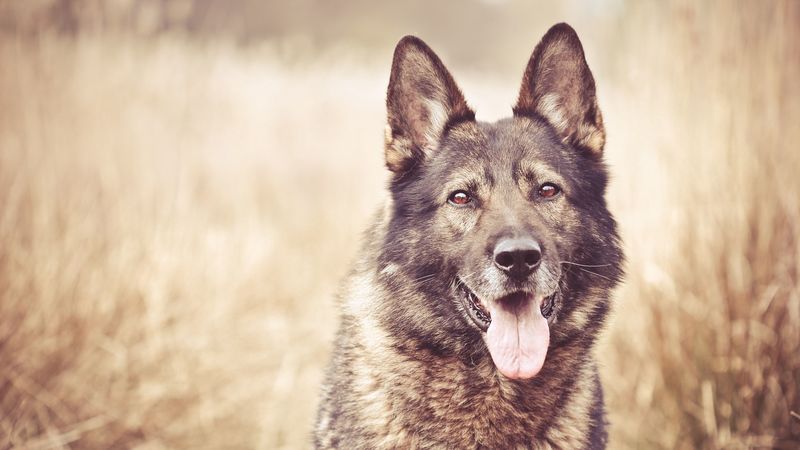 dog, face, grass, blurring, 4k