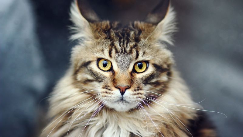 cat, face, furry, striped, 4k