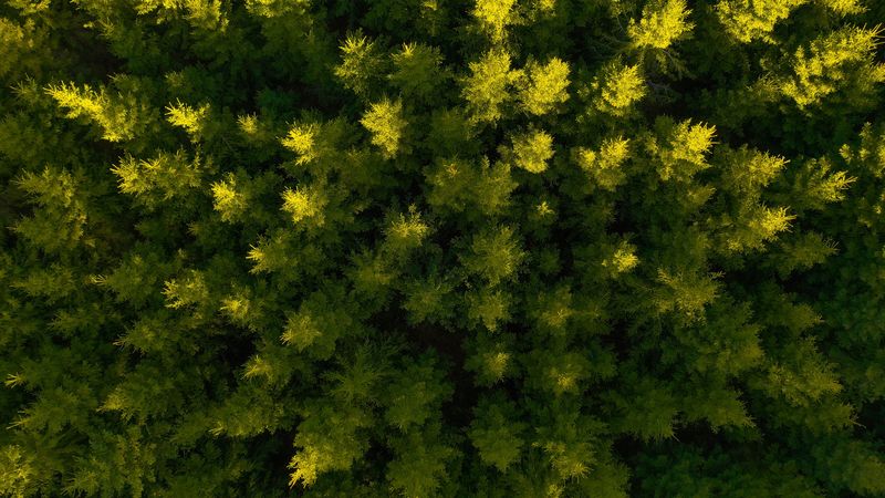 forest, aerial view, spruce, 4k