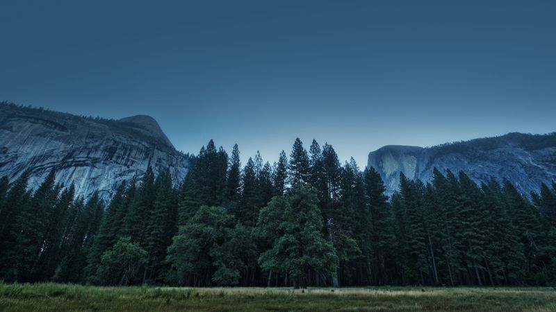 trees, forest, mountains, usa, california, yosemite valley, national park, 4k