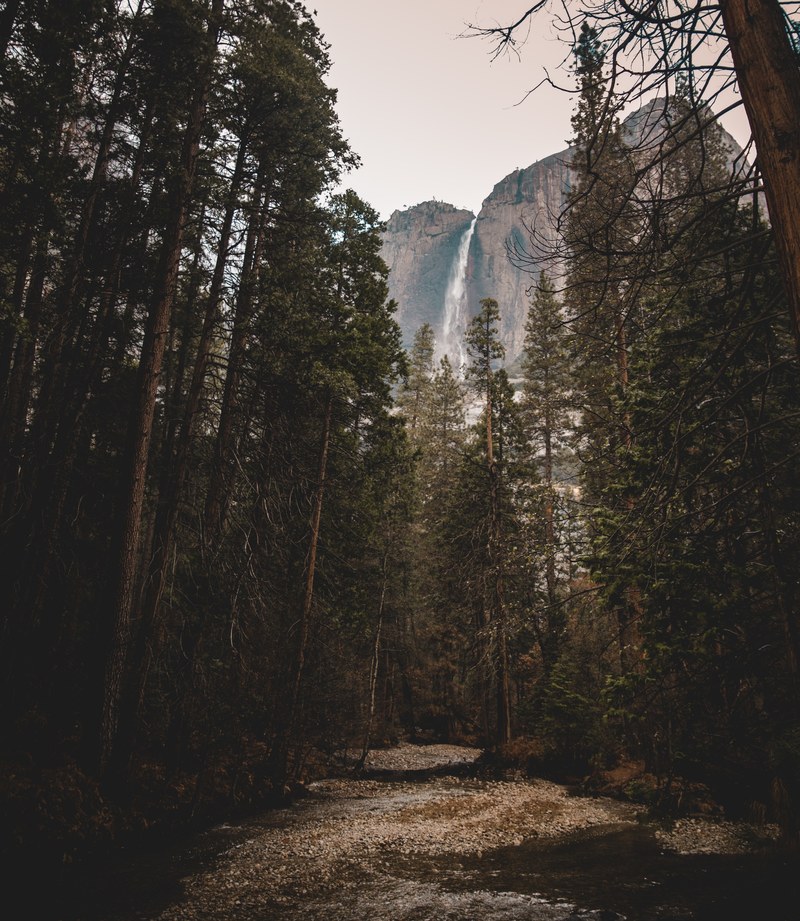 beyond the trees 4k