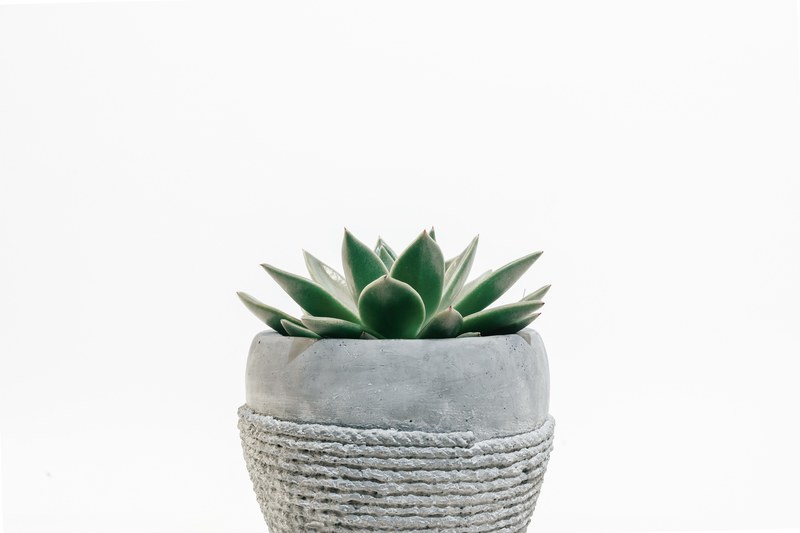 plant pot succulent and green 4k