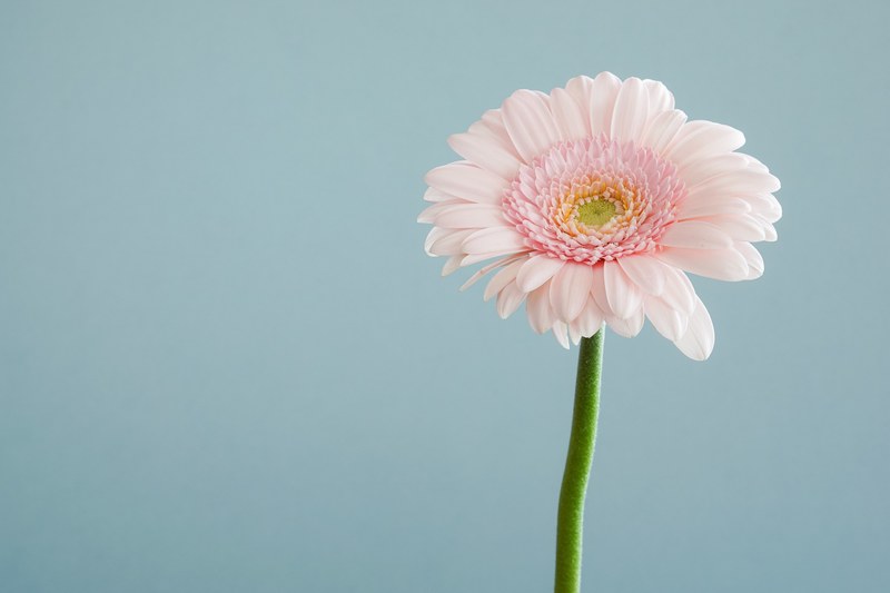 close up of a pastel pink gerbera flower, pink gerbera up close 4k