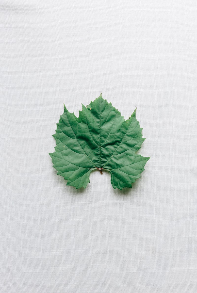 a single grape leaf 4k