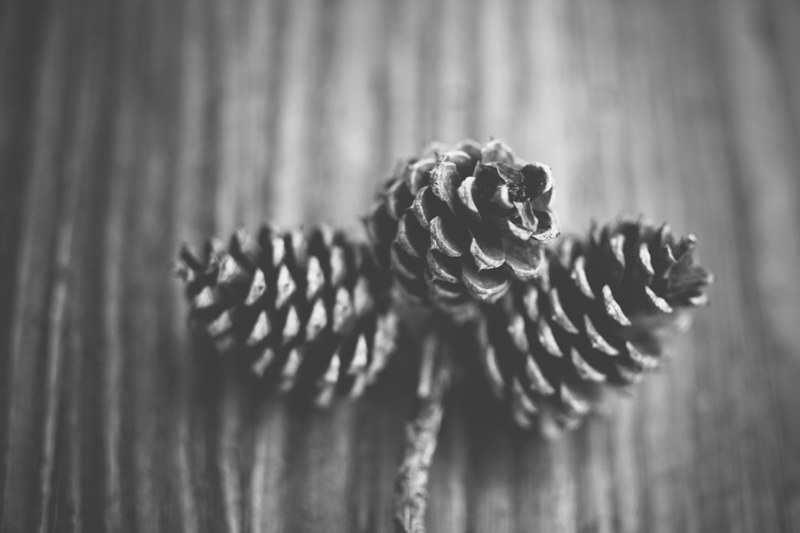 black and white shot of three conifer pine cones lying on wooden table with branch, monochrome pinecones 4k