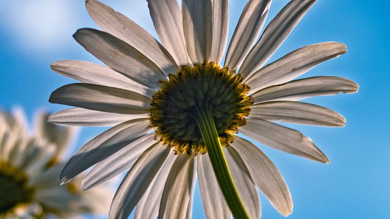 daisy, petals, flower, sky, 4k