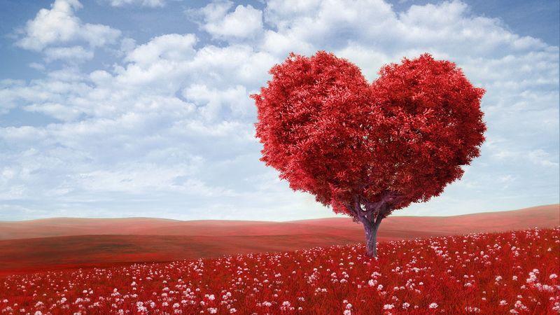 tree, heart, photoshop, field, grass, romance, 4k