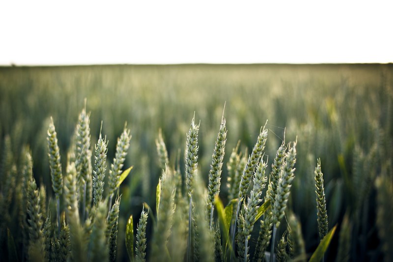 a close up of a group of fresh green wheat ears in a wheat field, green ears of wheat 4k