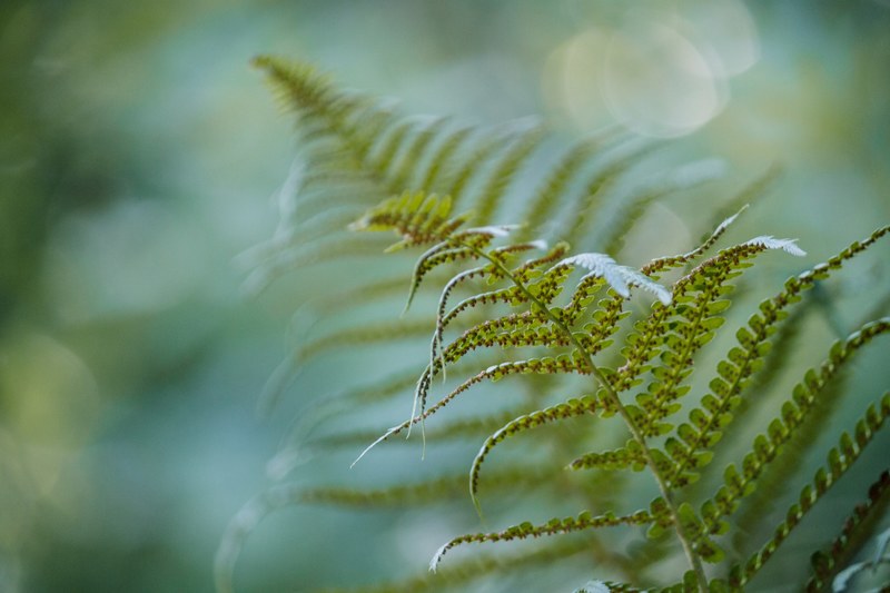 closeup cereal growth and floral 4k