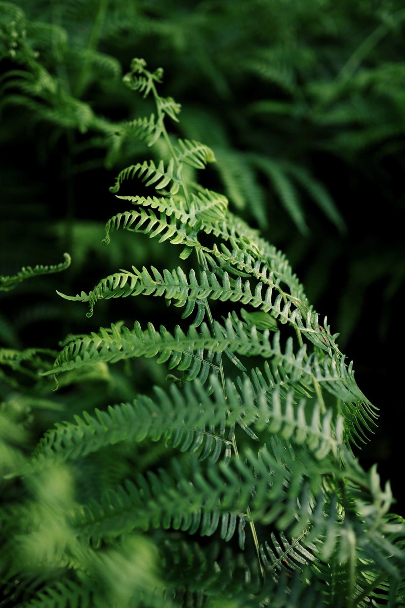 ferns 4k
