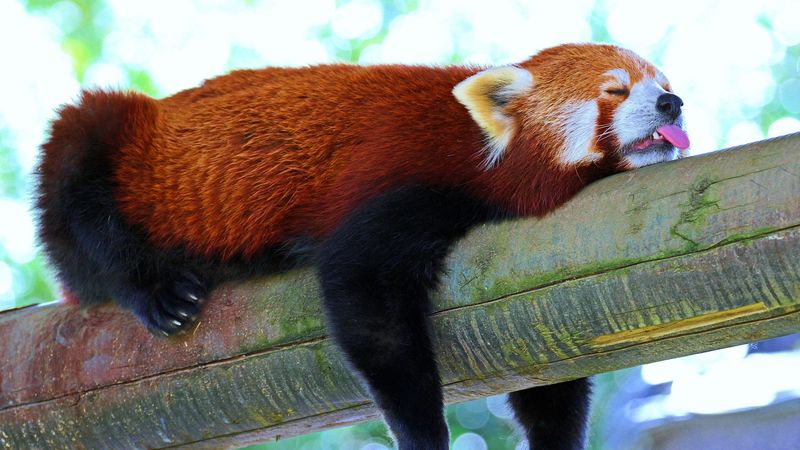 panda, lesser panda, red panda, branch, rest, sleep, 4k