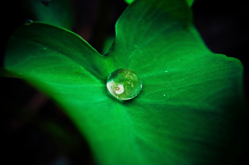 macro shot of a round dewdrop on a green leaf, round dewdrop 4k